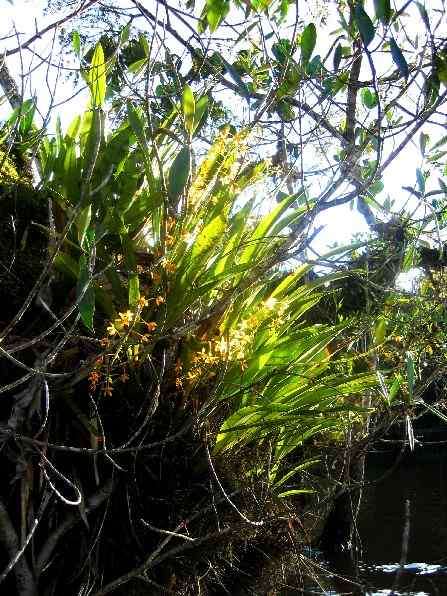 Epiphytes in the Amazon Jungle