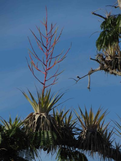 5 ECUADOR AMAZON TOURS [FROM QUITO]: Swamp trees, Macrolobiums, at Cuyabeno are frequently seen on Amazon visits in Ecuador.
