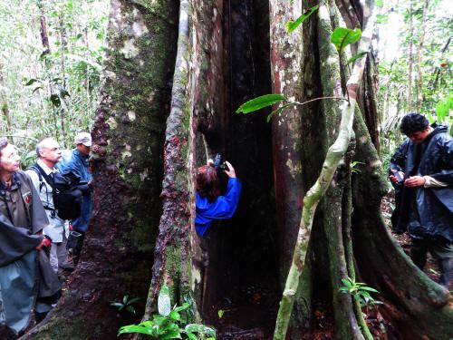 Amazon Rainforest Plants, Ecuador: Strangler tree
