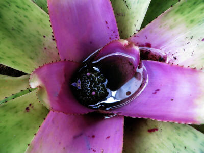 Amazon Rainforest Plants, Ecuador: Water accumulates in bromelia to form safe environments for todpoles