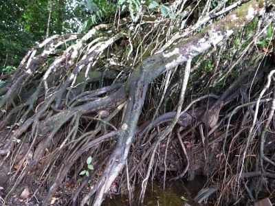 Amazon Rainforest Plants, Ecuador: fresh water mangrove