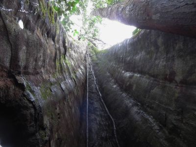 Amazon Rainforest Plants, Ecuador: hollow tree