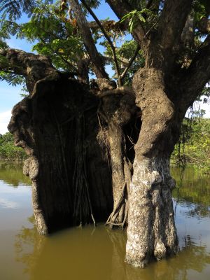Amazon Rainforest Plants, Ecuador: Macrolobium ancient hollow tree