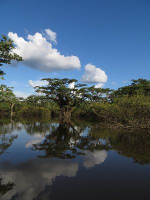 Amazon Rainforest Plants, Ecuador: Macrolobium swamp forest