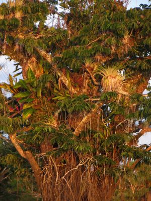 Epiphytes in the Amazon Jungle