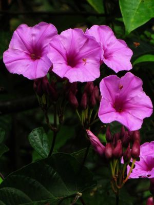 AMAZONAS REGENWALD PFLANZEN, Ecuador: Regenwald Bl�mchen