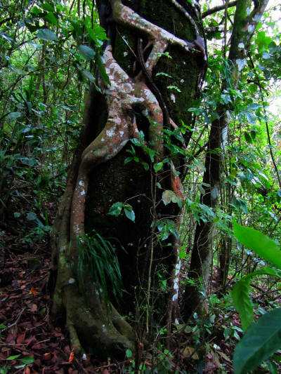 AMAZONAS REGENWALD PFLANZEN, Ecuador: W�rgefeige