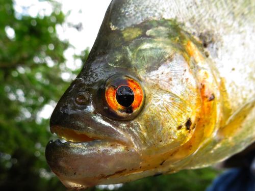 Aventuras en el Amazonas: Pira�a en Cuyabeno