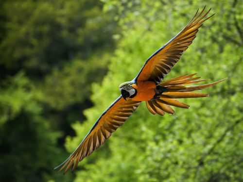 INTERESTNG AMAZON RAINFOREST FACTS: Blue and Yellow Macaw are frequently seen on our Ecuador Amazon expeditons