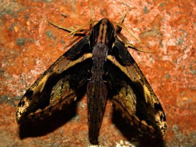 AMAZONAS REGENWALD TIERE, Ecuador: Regenwald Nachtschetterlinge