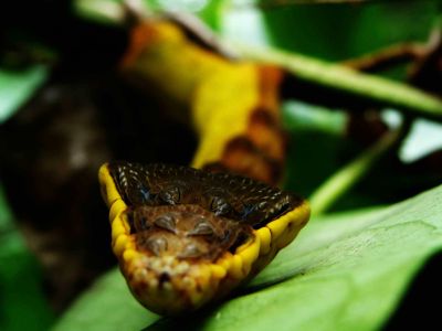 AMAZONAS REGENWALD TIERE, Ecuador: Schlangeraupe Amazonas