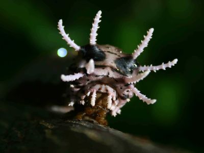 AMAZONAS REGENWALD TIERE, Ecuador: Amazonas Regenwald Raupe