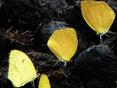 AMAZONAS REGENWALD TIERE, Ecuador: Amazonas Schmetterlinge