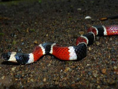 AMAZONAS REGENWALD TIERE, Ecuador: Coral Schlange Amazonas Dschungel