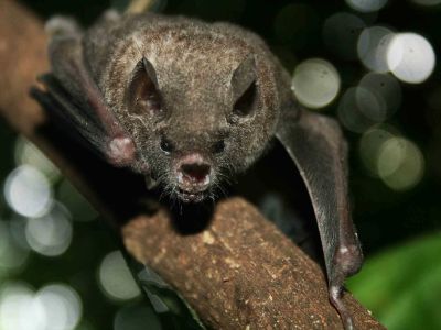 Flederm�use S�damerika