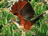 Amazon jungle animals Ecuador: Hoatzin, Opisthocomus hoazin, in flight
