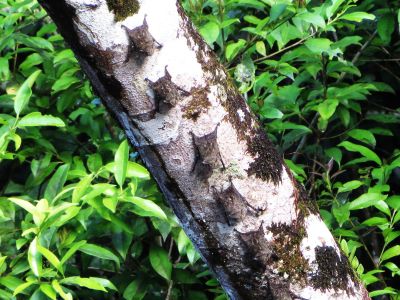 AMAZONAS REGENWALD TIERE, Ecuador: Fliegende Flederm�use