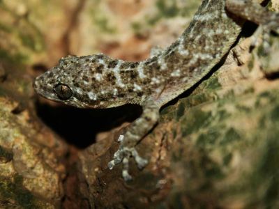 AMAZONAS REGENWALD TIERE, Ecuador: Gecko der Dschungel