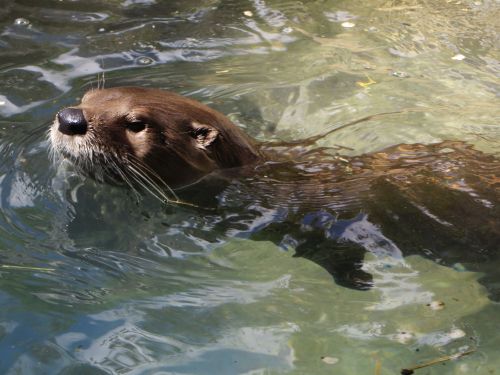 Amazon Giant Otter