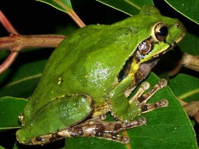 AMAZONAS REGENWALD TIERE, Ecuador: Fr�sche quaken im Amazonas Dschungel