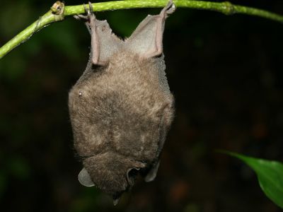 AMAZONAS REGENWALD TIERE, Ecuador: Schlafende Fledermaus Amazonas