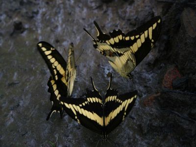 AMAZONAS REGENWALD TIERE, Ecuador: Amazonas Dschungel Schmetterlinge