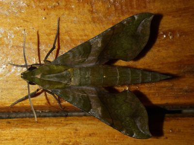 AMAZONAS REGENWALD TIERE, Ecuador: Amazonas Nachtschmetterlinge
