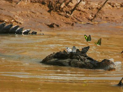 Amazon jungle animals Ecuador: Geckos are noctural lizards of the Amazon Jungle