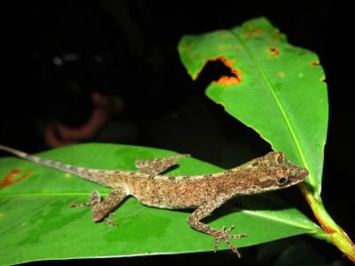 AMAZONAS REGENWALD TIERE, Ecuador: Eidechse des Amazonas Regenwaldes