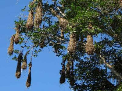 Aventura en el Amazonas: Oropendolas en Cuyabeno Lodge