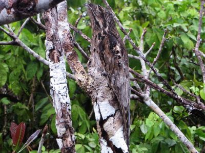 Amazon jungle animals Ecuador: Scarlet Macaw, Ara macao, in the Amazon Jungle