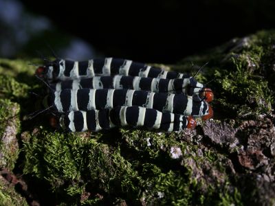 AMAZONAS REGENWALD TIERE, Ecuador: Regenwald Raupe