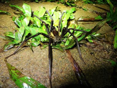 AMAZONAS REGENWALD TIERE, Ecuador: Vogelspinne im Dschungel