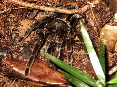 DIEREN VAN HET TROPISCHE REGENWOUD VAN DE AMAZONE VAN ECUADOR: A jung tarantella spider