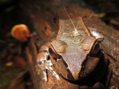 AMAZONAS REGENWALD TIERE, Ecuador: Fr�schen quaken im Dschungel