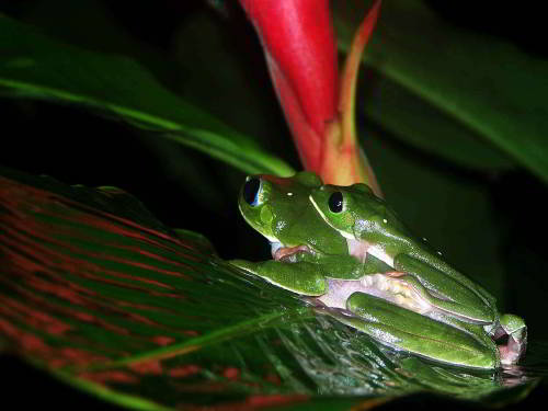 5 ECUADOR AMAZON TOURS [FROM QUITO]: Tree Frog of the Amazon Jungle seen on a night excursion when visiting the Amazon in Ecuador.