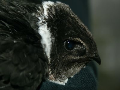 Amazon jungle animals Ecuador:  White-collared swift, Streptoprocne zonaris