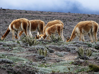 Andes animals: Vicu�as have been successfully introduced at the Chimborazo wildlife reserve.