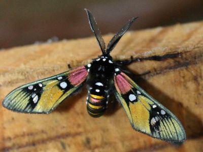 AMAZONAS REGENWALD TIERE, Ecuador: Amazonas Nachtschmetterlinge