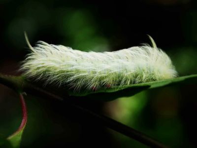 AMAZONAS REGENWALD TIERE, Ecuador: Raupe Regenwald Sudamerika
