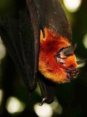 AMAZONAS REGENWALD TIERE, Ecuador: fledermaus