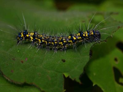 AMAZONAS REGENWALD TIERE, Ecuador: Dschungel Raupe