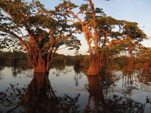 Macrolobium trees in Cuyabeno Wildlife Reserve. 