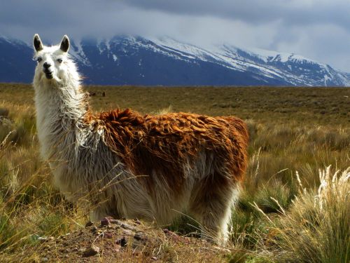 Alpacas in Chimborazo Wildlife Reserve are the domesticated form of the vicu�as.