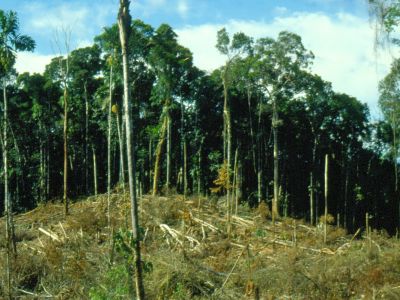 Amazonas Abenteuerreisen Ecuador Archivbild: Den Weg zur L�schen des Dschungels angefangen. Archivbild.