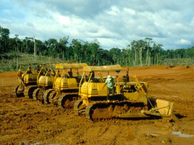 Amazonas Abenteuerreisen Ecuador Archivbild: Gro�e Fl�chen des Waldes wurden f�r �lanlagen freigegeben