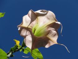 Botanical Garden Quito Pink Angel's Trumpet