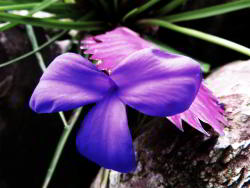 Botanical Garden Quito purple bromelia
