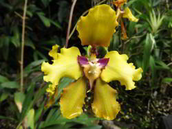 Botanical Garden Quito Yellow Orchid