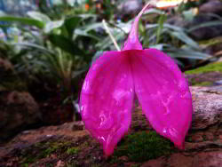 Botanical Garden Quito purple orchid